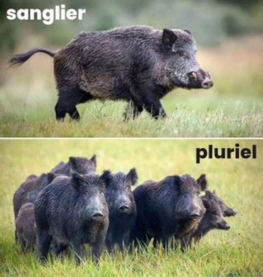 SINGULIER PLURIEL.jpg
