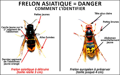 Frelon-asiatique.jpg