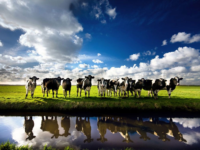 Vaches.jpg